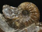 Iridescent Hoploscaphites Ammonite - South Dakota #44023-3